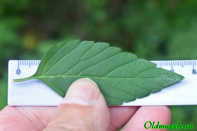 Пикульник красивый