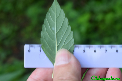 Пикульник красивый