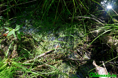 Подмаренник болотный