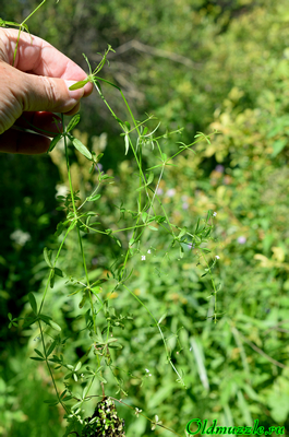 Подмаренник болотный
