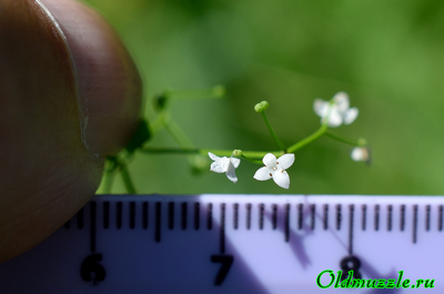 Подмаренник болотный