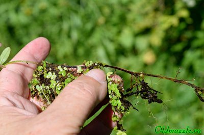 Подмаренник болотный