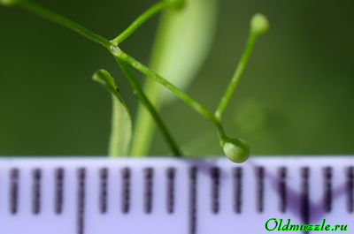 Подмаренник болотный