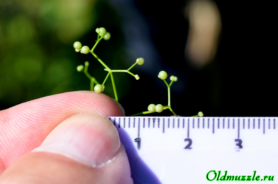 Подмаренник болотный