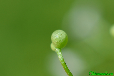 Подмаренник болотный