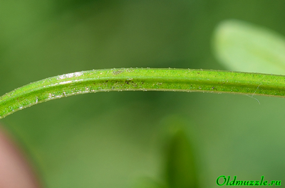 Подмаренник болотный