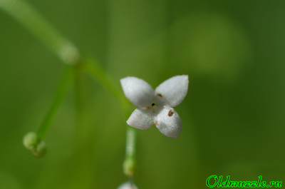 Подмаренник болотный