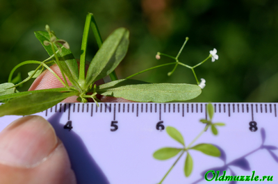 Подмаренник болотный