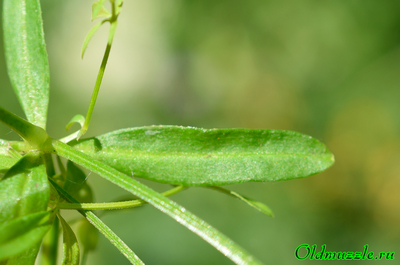 Подмаренник болотный