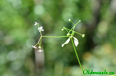 Подмаренник болотный
