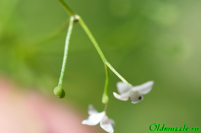 Подмаренник болотный