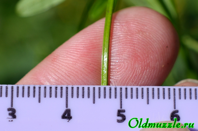 Подмаренник болотный