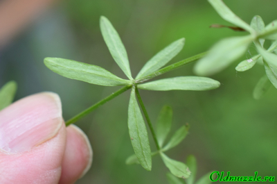 Подмаренник болотный