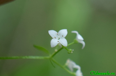 Подмаренник болотный