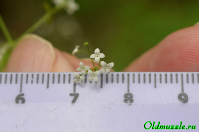 Подмаренник болотный