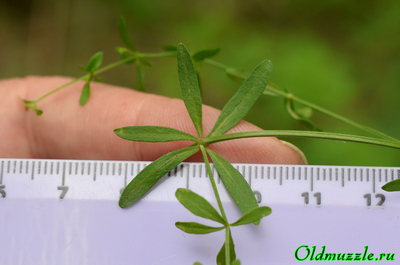 Подмаренник болотный