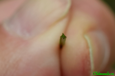 Подмаренник болотный