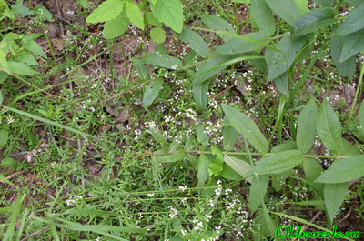 Подмаренник болотный