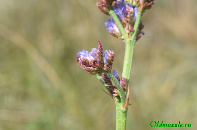 Кермек опушённый