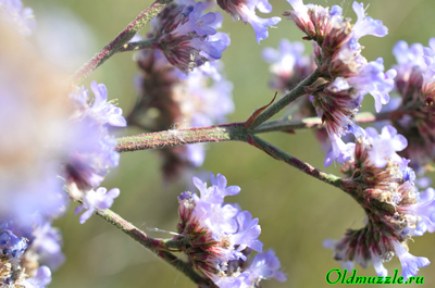 Кермек опушённый