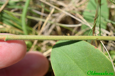 Кермек опушённый