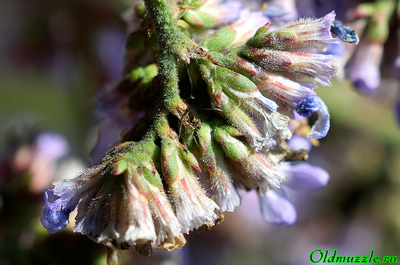 Кермек опушённый