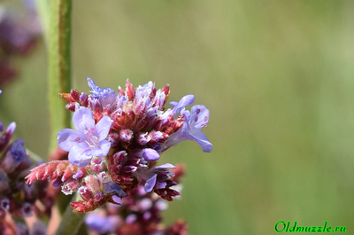 Кермек опушённый