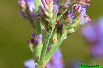 Кермек опушённый