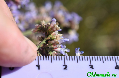 Кермек опушённый