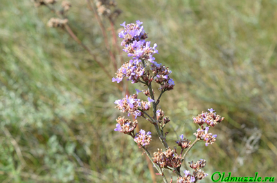 Кермек опушённый