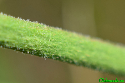 Кермек опушённый