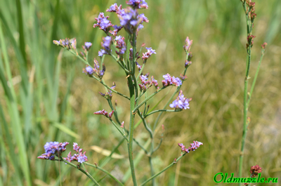 Кермек опушённый