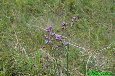 Кермек опушённый