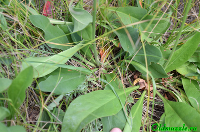 Кермек опушённый