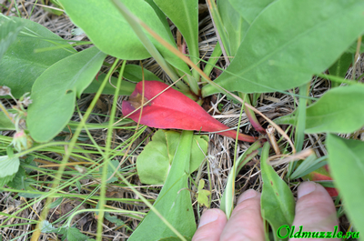 Кермек опушённый