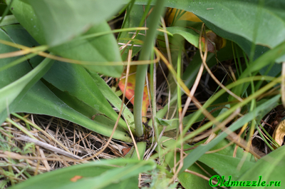 Кермек опушённый