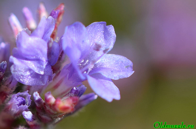 Кермек опушённый