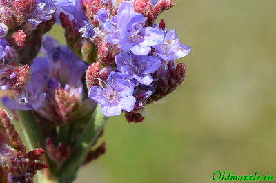 Кермек опушённый