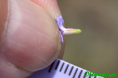 Кермек опушённый