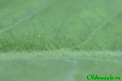 Кермек опушённый