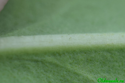 Кермек опушённый