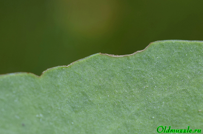 Кермек опушённый