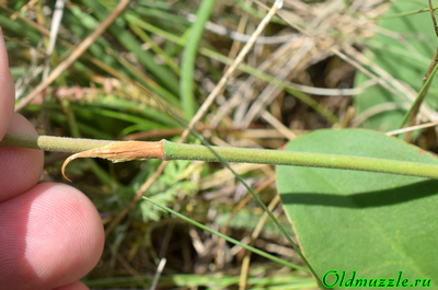 Кермек опушённый