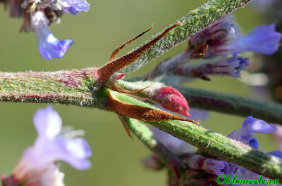 Кермек опушённый