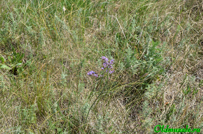 Кермек опушённый