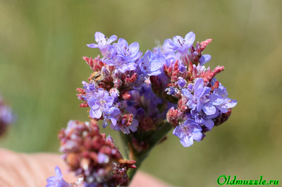 Кермек опушённый