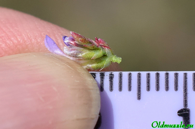 Кермек опушённый