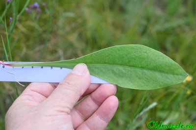 Кермек опушённый