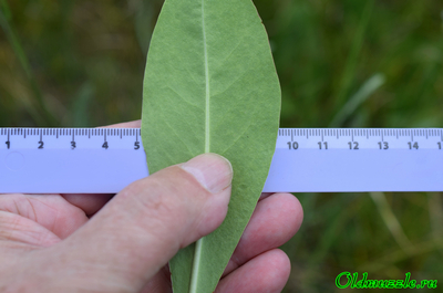 Кермек опушённый