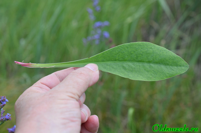 Кермек опушённый